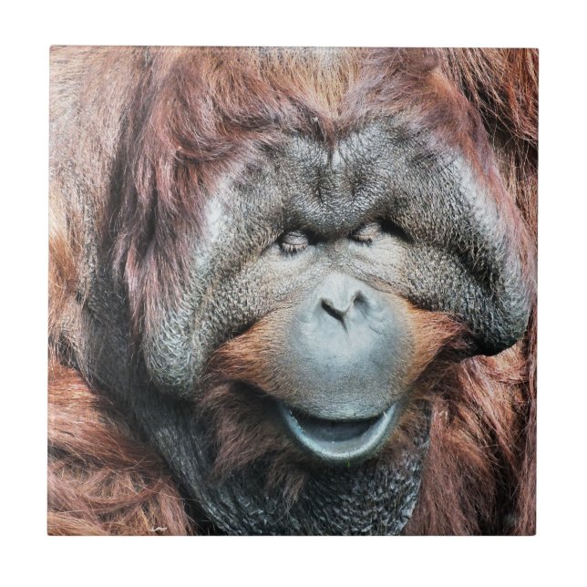 ORANGUTANOS (Frente)