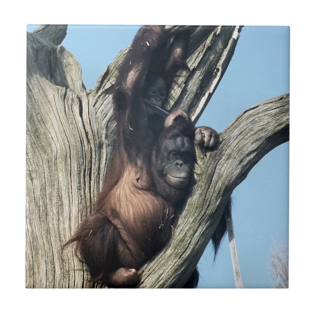 ORANGUTANOS (Frente)