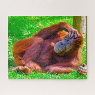 Orangutanos. Quebra-cabeça de serra