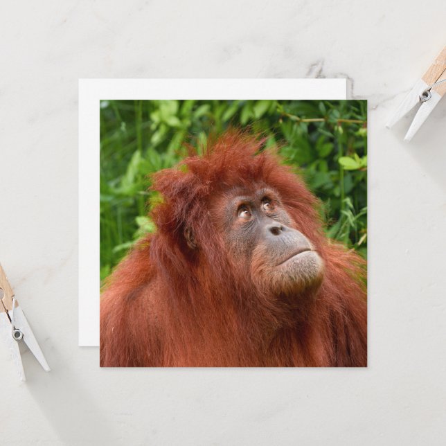 Orangutan's Thoughement Gaze (Frente/Verso In Situ)