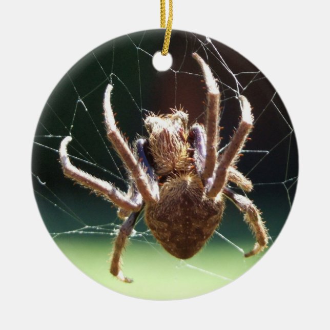 Orb de Jardim Weaver Ornamento Aranha (Frente)