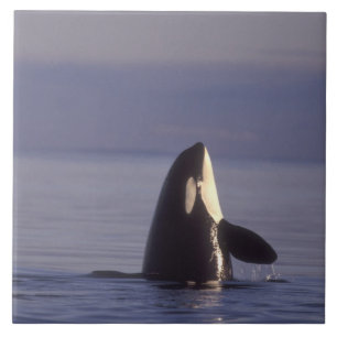 Orca assassina (Orca orcinus) espiando perto