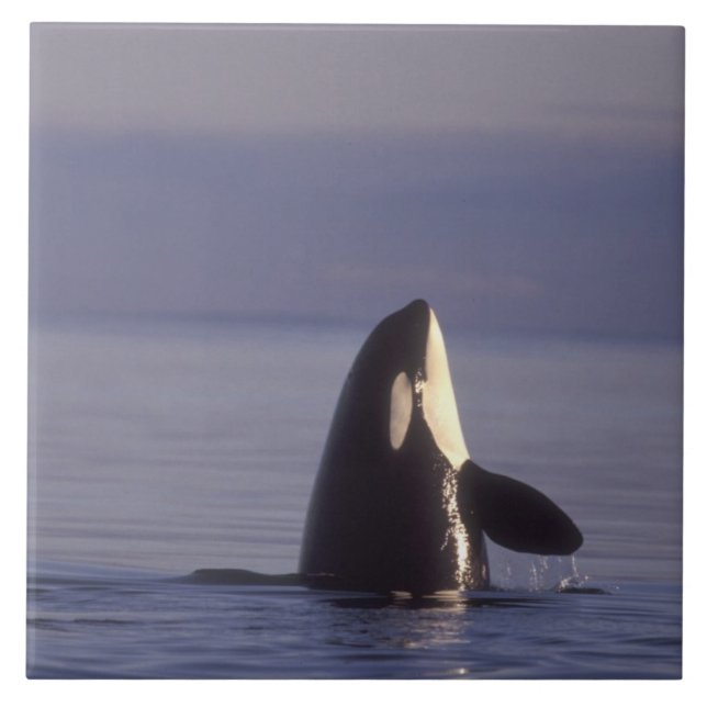 Orca assassina (Orca orcinus) espiando perto (Frente)