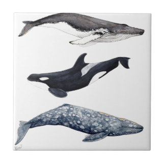 Orca, ballena jorobada y ballena gris