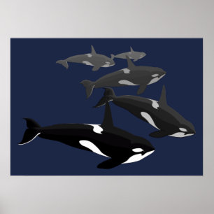 Orca Whale Art Poster Killer Whale Art Impressão G