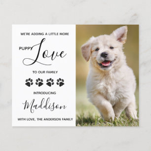 Orçamento Cachorro Adormecido Novo Anúncio Pet