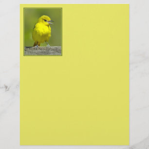 Orchard Oriole - Fotografia original