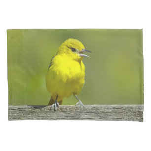 Orchard Oriole - Fotografia Original