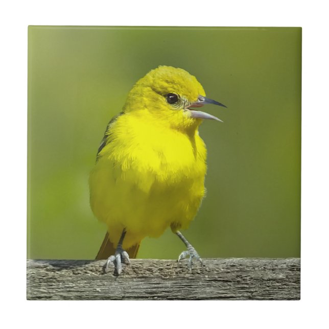 Orchard Oriole - Fotografia original (Frente)