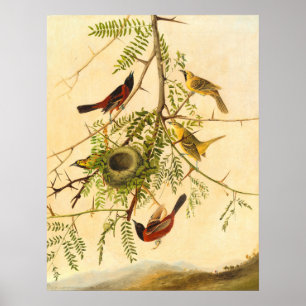 Orchard Oriole - Joseph Kidd Fine Art Poster