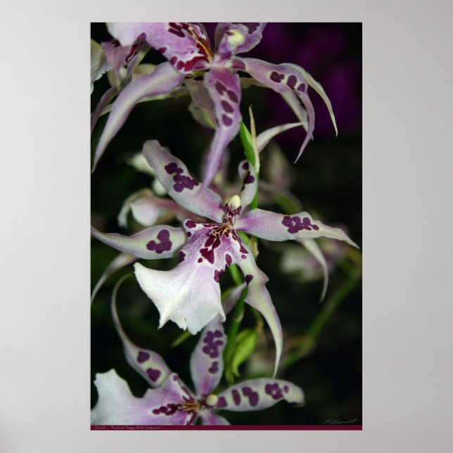 Orchid Beallara Poster -24x36 -outros tamanhos (Frente)