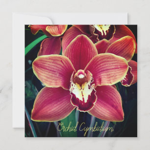 Orchid. Cymbidium