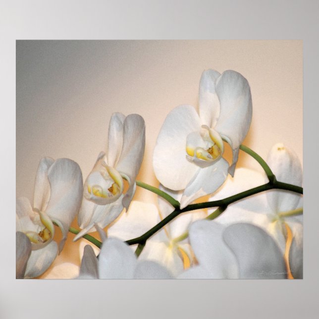 Orchid Phalae Sogo Art Impressão - 24x20 - ou meno (Frente)