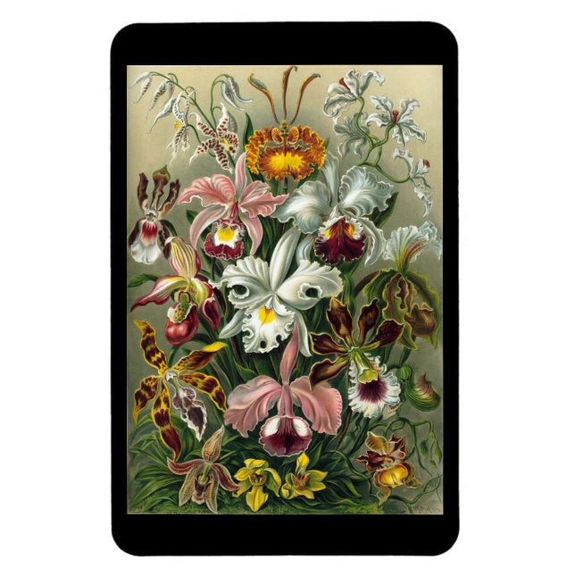 "Orchidae" de Ernst Haeckel Ímã (Vertical)