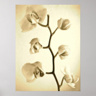 Orchids {Sepia} | Poster
