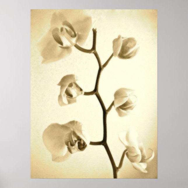 Orchids {Sepia} | Poster (Frente)