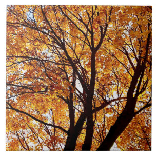 Oregon Fall Folaves