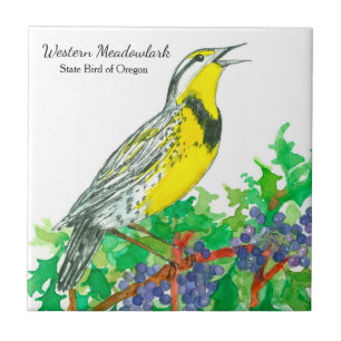 Oregon Souvenir Meadowlark Botânico