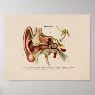 Orelha espanhola do impressão da anatomia do