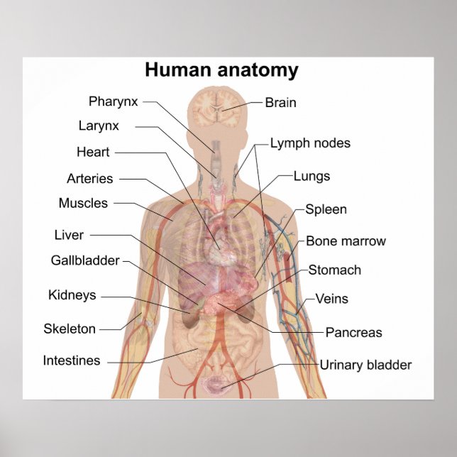Organograma de Anatomia do Corpo Humano Poster (Frente)