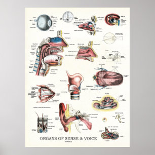 Órgãos do poster 18 x 24 da anatomia do sentido 