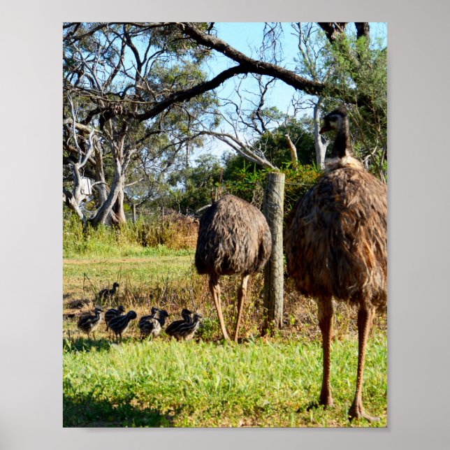 Orgulhosos Pais Emu, Poster (Frente)