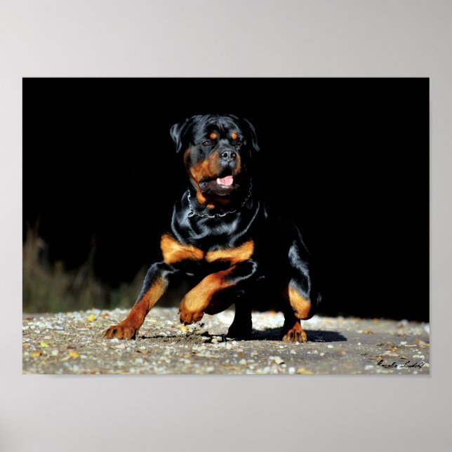 Original Rottweiler Poster (Frente)