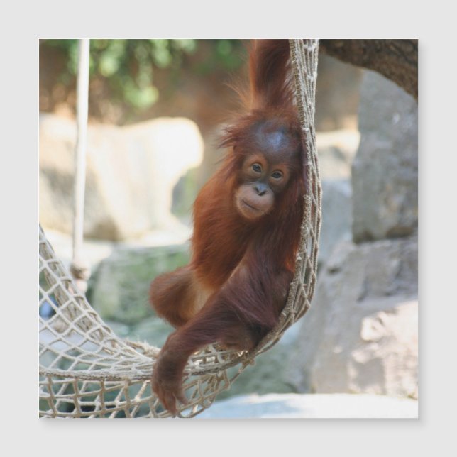 OringUtan 001 (Frente)