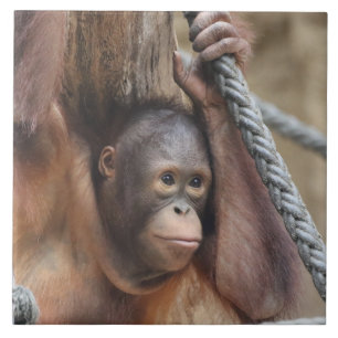 OringUtan 002