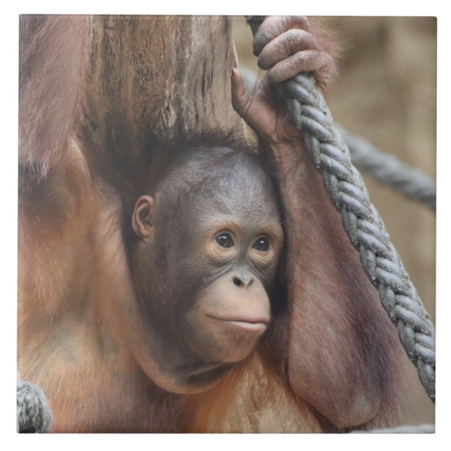 OringUtan 002 (Frente)