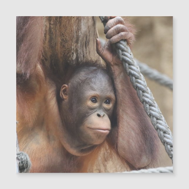OringUtan 002 (Frente)