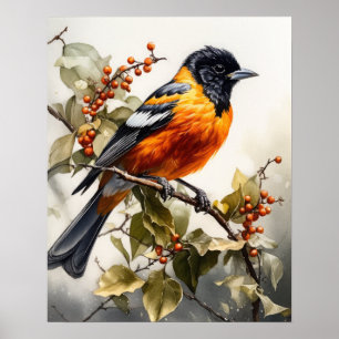 Oriole Bird Art Impressão
