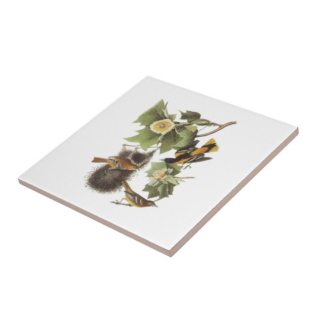 Oriole do norte por Audubon (Lateral)