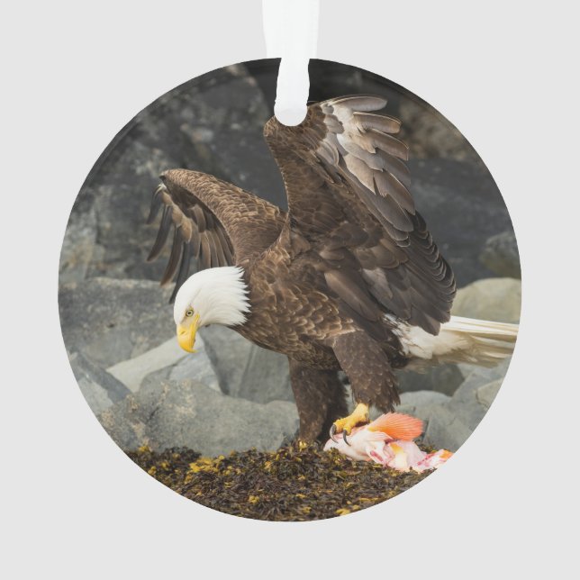 Ornamento A Última Águia Bald (Verso)