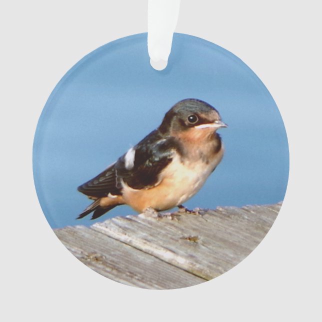 Ornamento acrílico de Barn Swallow (Frente)