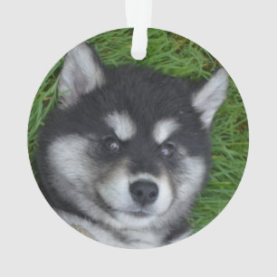 Ornamento Adorável Alusky Puppy