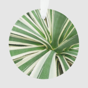 Ornamento Agave Plant Green e White Strike