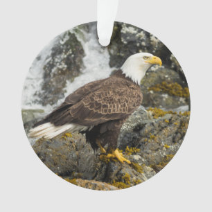 Ornamento Águia americana orgulhosa