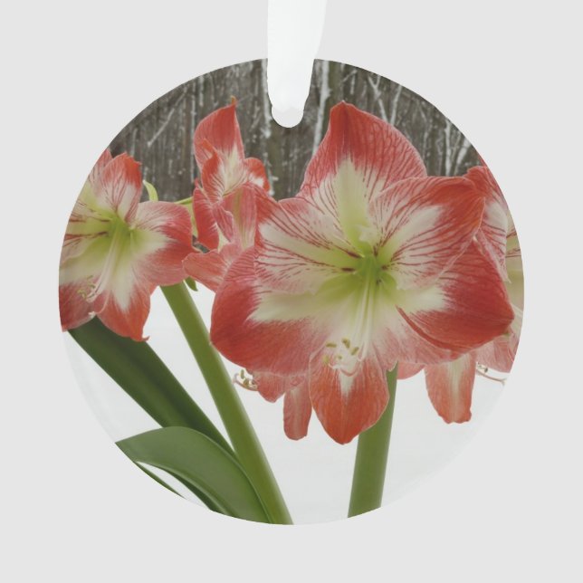 Ornamento Amaryllis no Feriado Vermelho de Neve Floral de in (Frente)