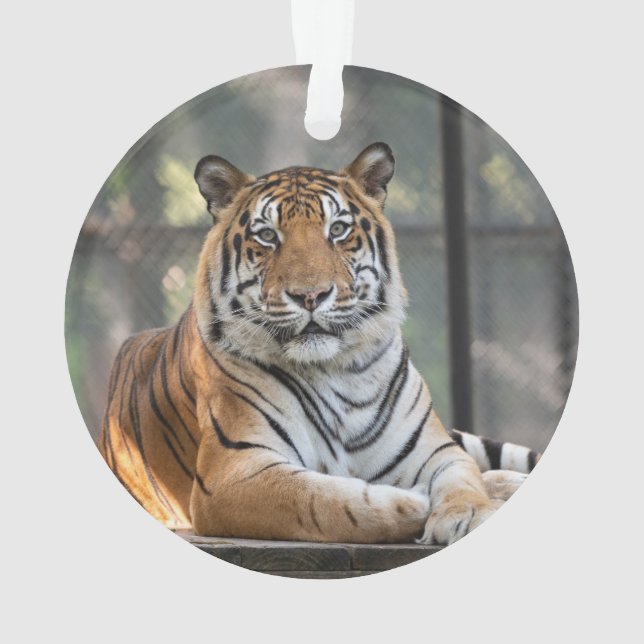 Ornamento Amol - (Verso)