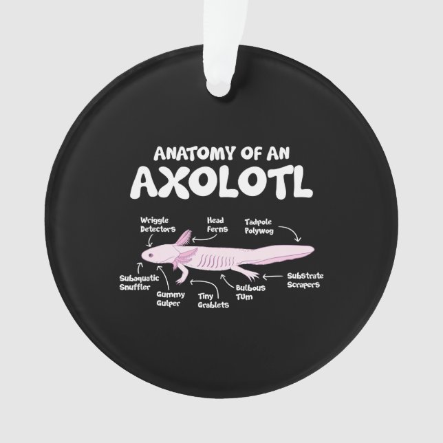 Ornamento anatomia de uma axolotl axolotls biology science (Frente)