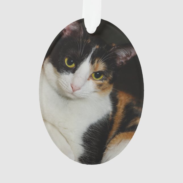 Ornamento Apenas pendurando ao redor (Verso)