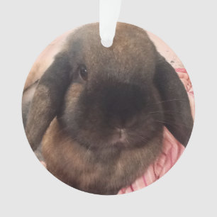 Ornamento Aprecie ter esta cara pequena pendurar em sua