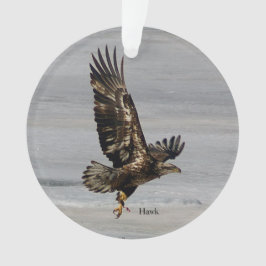 ornamento arcílico Hawk