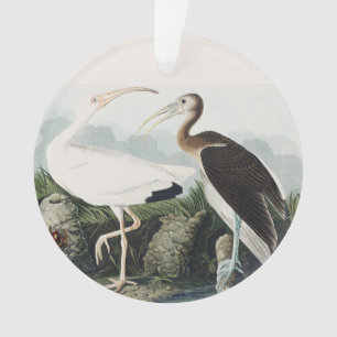 Ornamento Arte da Natureza da Ave Íbis-Branca de Audubon Vin