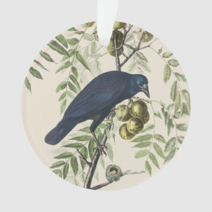 Ornamento Arte da Natureza de Corvo Americano Audubon Vintag