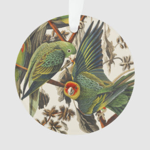 Ornamento Arte de Pássaro Periquito-da-Carolina Audubon Vint