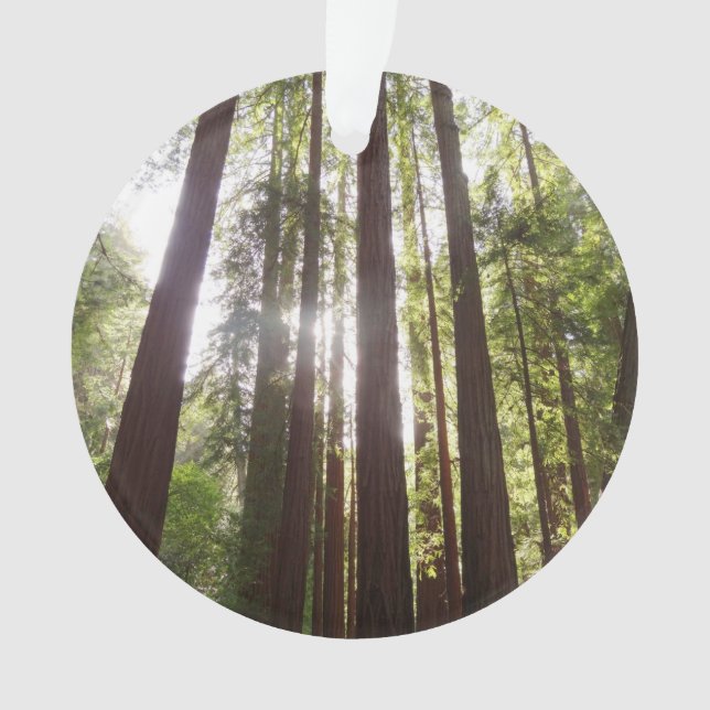 Ornamento Até Sequoias de Manhã (Frente)