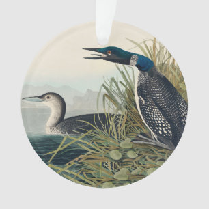 Ornamento Audubon Bird Loon Diver Classic