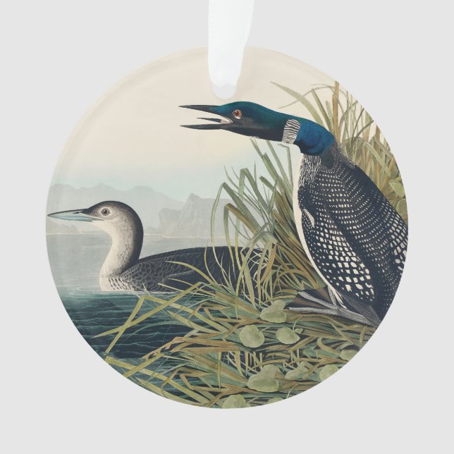 Ornamento Audubon Bird Loon Diver Classic (Frente)